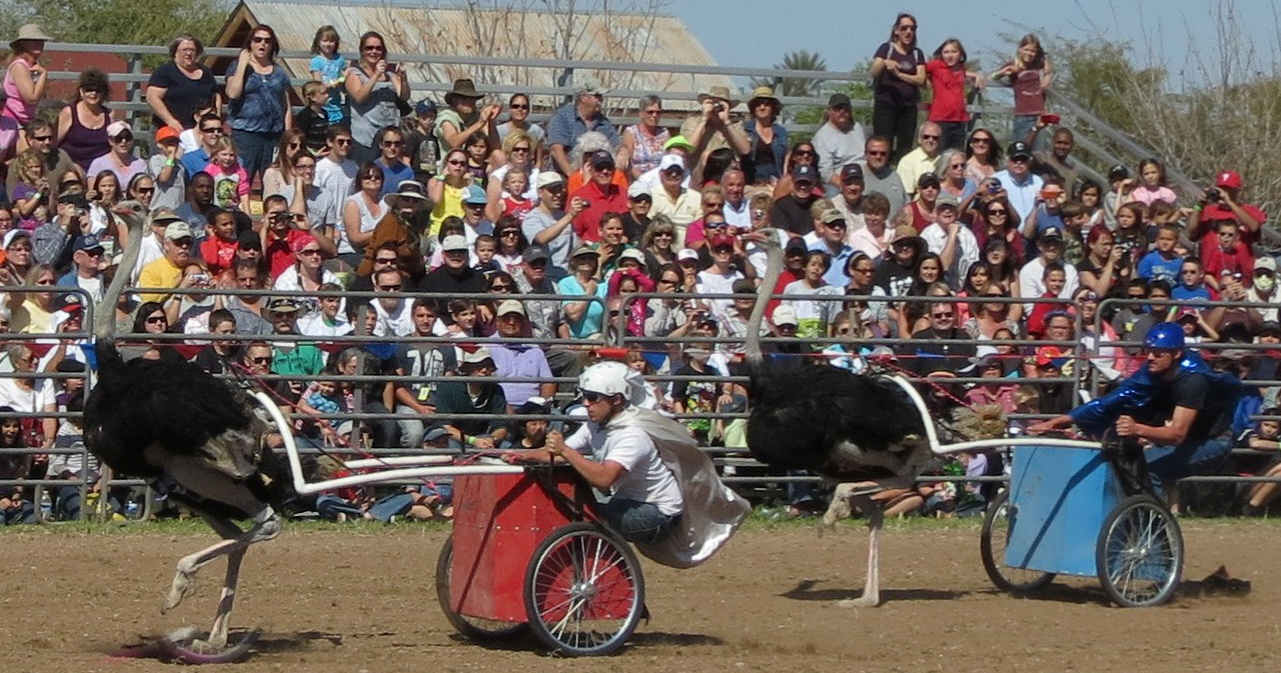 Ostrich Festival